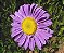 Aster Gigante Singela Sortida - Callistephus chinensis: 15 Sementes - Imagem 3