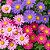 Aster Gigante Singela Sortida - Callistephus chinensis: 15 Sementes - Imagem 2