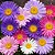 Aster Gigante Singela Sortida - Callistephus chinensis: 15 Sementes - Imagem 1