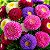 Aster Rainha do Mercado Sortida - Callistephus chinensis: 15 Sementes - Imagem 1