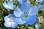 Baby Blue Eyes (Nemophila): 20 Sementes - Imagem 6