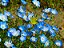 Baby Blue Eyes (Nemophila): 20 Sementes - Imagem 4