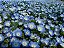 Baby Blue Eyes (Nemophila): 20 Sementes - Imagem 5