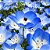 Baby Blue Eyes (Nemophila): 20 Sementes - Imagem 1