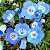 Baby Blue Eyes (Nemophila): 20 Sementes - Imagem 1