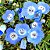 Baby Blue Eyes (Nemophila): 20 Sementes - Imagem 2