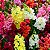 Boca de Leão Alta Sortida - Antirrhinum majus: 100 Sementes - Imagem 1