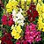 Boca de Leão Alta Sortida - Antirrhinum majus: 100 Sementes - Imagem 2