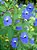 Brovália Azul - Browallia americana: 20 Sementes - Imagem 2