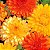 Calêndula Sortida Dobrada - Calendula officinalis: 15 Sementes - Imagem 3