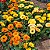Calêndula Sortida Dobrada - Calendula officinalis: 15 Sementes - Imagem 1