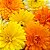 Calêndula Sortida Dobrada - Calendula officinalis: 15 Sementes - Imagem 1