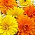 Calêndula Sortida Dobrada - Calendula officinalis: 15 Sementes - Imagem 2