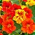 Capuchinha Anã Sortida -Tropaeolum majus: 10 Sementes - Imagem 1