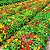 Capuchinha Anã Sortida -Tropaeolum majus: 10 Sementes - Imagem 2