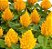 Celósia Plumosa Amarela: 15 Sementes - Imagem 9