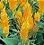 Celósia Plumosa Amarela: 15 Sementes - Imagem 5