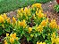 Celósia Plumosa Amarela: 15 Sementes - Imagem 1