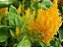 Celósia Plumosa Amarela: 15 Sementes - Imagem 10
