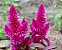 Celósia Plumosa Rosa: 15 Sementes - Imagem 10