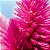 Celósia Plumosa Rosa: 15 Sementes - Imagem 5