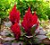 Celósia Plumosa Vermelha: 15 Sementes - Imagem 4