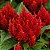 Celósia Plumosa Vermelha: 15 Sementes - Imagem 8