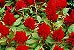 Celósia Plumosa Vermelha: 15 Sementes - Imagem 9