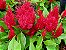 Celósia Plumosa Vermelha: 15 Sementes - Imagem 3
