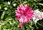 Centáurea Rosa: 20 Sementes - Imagem 5
