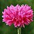 Centáurea Rosa: 20 Sementes - Imagem 2