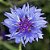 Centáurea Sortida - Centaurea cyanus - 20 Sementes - Imagem 4