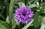 Centáurea Sortida - Centaurea cyanus - 20 Sementes - Imagem 5