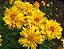 Coreopsis Amarela: 20 Sementes - Imagem 4