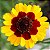 Coreopsis Bicolor - Coreopsis cardaminifolia (DC) Nutt. - 20 Sementes - Imagem 1