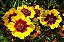 Coreopsis Bicolor - Coreopsis cardaminifolia (DC) Nutt. - 20 Sementes - Imagem 2