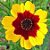 Coreopsis Bicolor - Coreopsis cardaminifolia (DC) Nutt. - 20 Sementes - Imagem 5