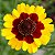 Coreopsis Bicolor - Coreopsis cardaminifolia (DC) Nutt. - 20 Sementes - Imagem 1