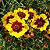 Coreopsis Bicolor - Coreopsis cardaminifolia (DC) Nutt. - 20 Sementes - Imagem 2