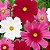 Cosmea Sortida: 15 Sementes - Imagem 2