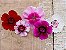 Cravina Alta Dobrada Sortida - Dianthus barbatus - 15 Sementes - Imagem 3