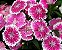 Cravina Alta Dobrada Sortida - Dianthus barbatus - 15 Sementes - Imagem 8