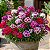 Cravina Alta Dobrada Sortida - Dianthus barbatus - 15 Sementes - Imagem 1