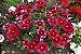 Cravina Alta Dobrada Sortida - Dianthus barbatus - 15 Sementes - Imagem 9