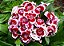 Cravina Alta Dobrada Sortida - Dianthus barbatus - 15 Sementes - Imagem 4