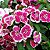 Cravina Alta Dobrada Sortida - Dianthus barbatus - 15 Sementes - Imagem 2