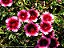 Cravina Anã Singela Sortida - Dianthus chinesis - 15 Sementes - Imagem 5