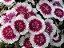 Cravina Anã Singela Sortida - Dianthus chinesis - 15 Sementes - Imagem 2