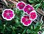 Cravina Anã Singela Sortida - Dianthus chinesis - 15 Sementes - Imagem 9