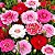 Cravina Rendada Anã Dobrada Sortida - Dianthus chinensis L. - 15 Sementes - Imagem 1